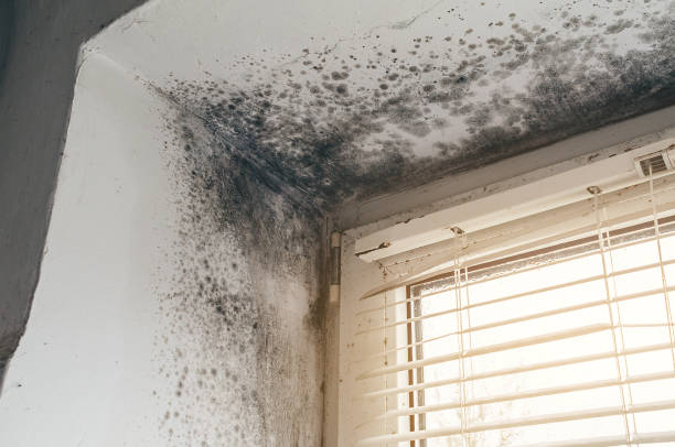 Trusted Mold Removal service in Fort Bragg, NC - Cheap Mold Removal