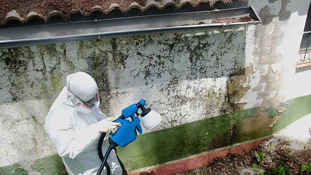 Trusted Basement Mold Remediation service in Fort Bragg, NC - Cheap Mold Removal
